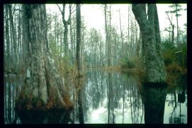 USA Weihnachten 1993/1994/Charleston SC/Mangrove Swamps