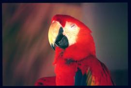 Guatemala 1996/papagayo