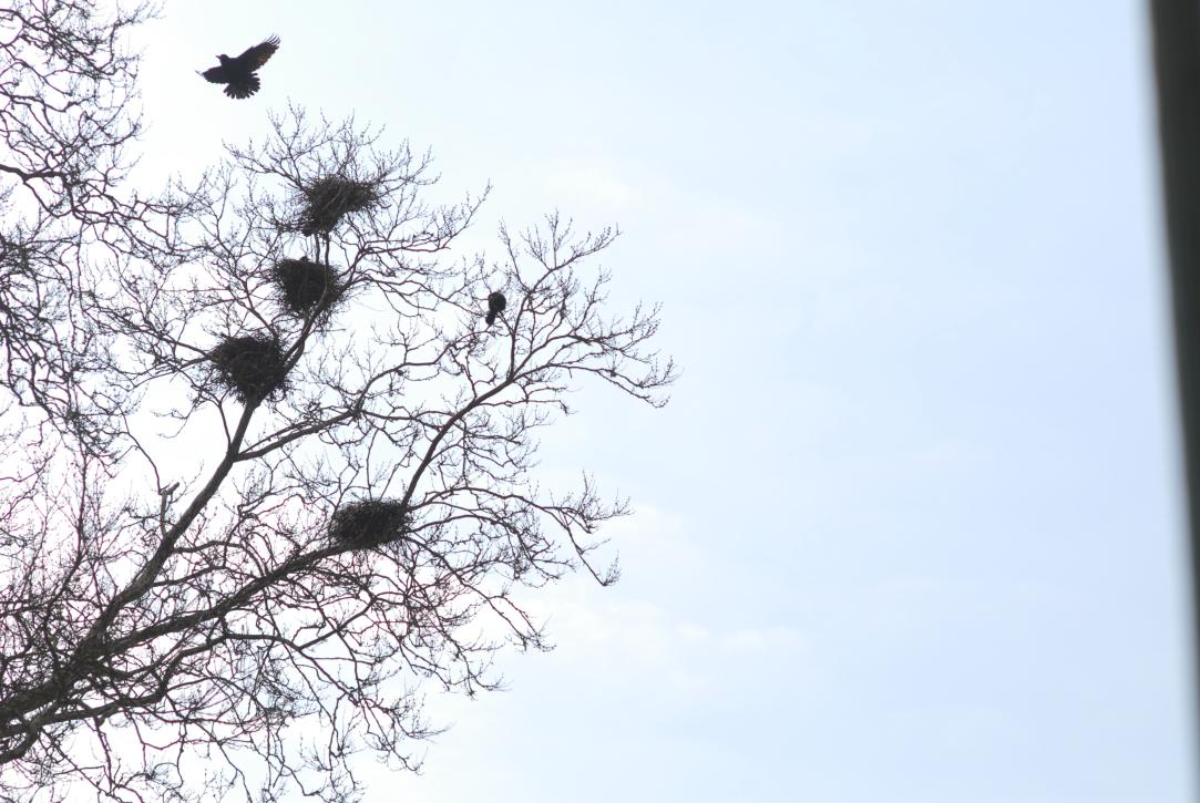 Krähen/Bern/Berne Schweiz/Switzerland