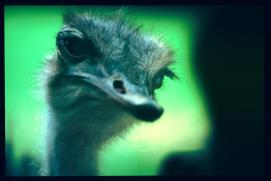 Guatemala 1996/avestruz Guatemala 1996/avestruz